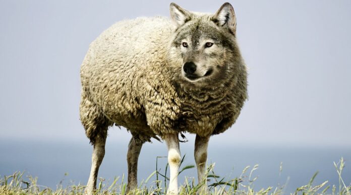 Lobos disfarçados de ovelhas