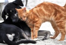 Animalife lança campanha intitulada “O Meu Lugar É Contigo” animallife