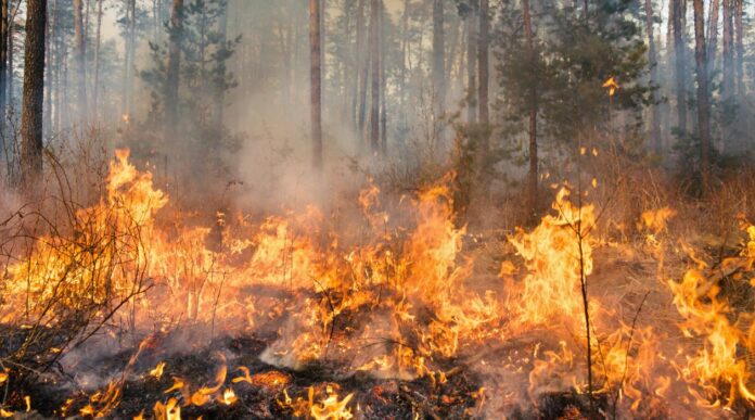 Os grandes incêndios da História do nosso Portugal