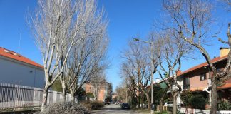 Reforço na monitorização e cuidados especializados com as árvores Reforço na monitorização e cuidados especializados com as árvores