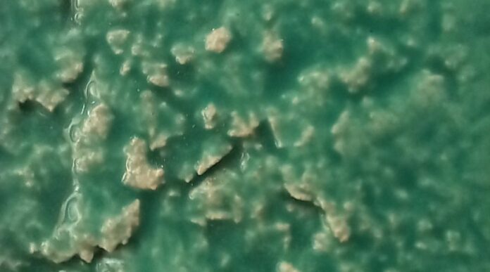 Visita performativa pela artista Ana Amaral