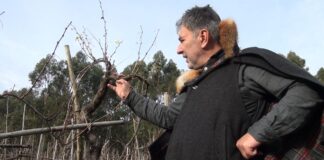 Vinho da Talha é produzido à maneira antiga em vinhas medievais Vinho da Talha é produzido à maneira antiga em vinhas medievais